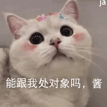 超治愈！可爱猫咪GIF动图表情包合集