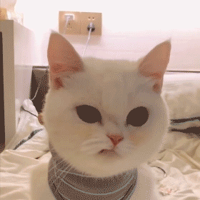 聊天斗图必备！撇嘴猫表情包合集