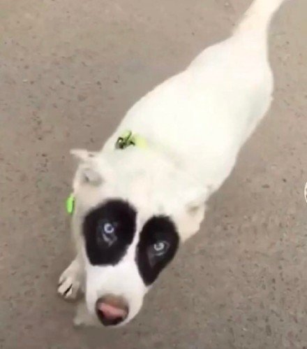 可爱又好笑！汪星人沙雕情侣头像合集