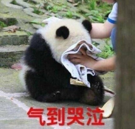国宝大熊猫滚滚表情包来啦！