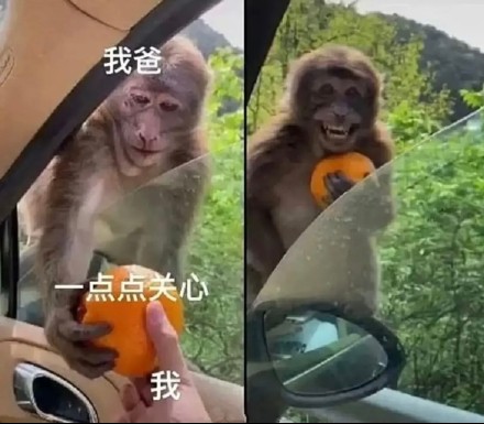 分享一组超真实的爸爸日常表情包