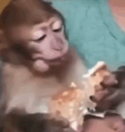 猴猴主题动图表情包合集来了