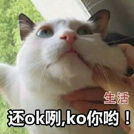 猫咪表情包第十弹来啦！