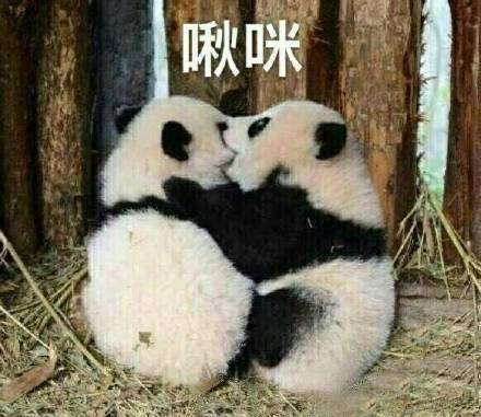 圆滚滚熊猫表情包来啦！聊天斗图直接用