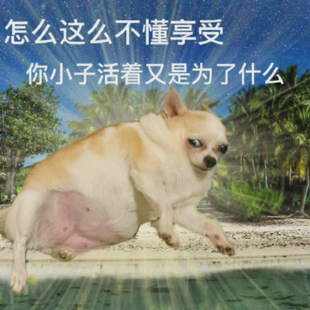摸鱼必备！摆烂小狗表情包合集