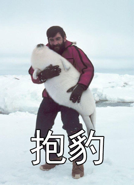 社会我豹哥！这套海豹表情包太萌了