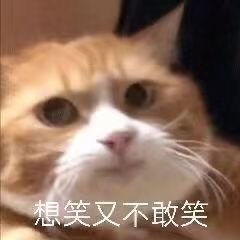 聊天斗图必备！猫猫狗狗表情包合集