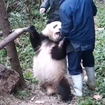 大熊猫聊天表情包合集