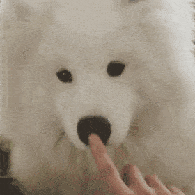 养猫养狗的看过来！这套动图表情包太好用了