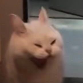 超火神经猫猫表情包合集
