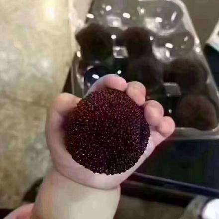 小朋友无水印表情包合集来啦