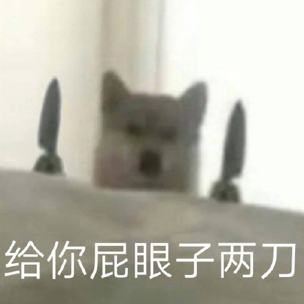 狗狗表情包合集｜给你p眼子来一刀系列