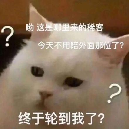 猫咪表情包合集来啦，斗图党快收好