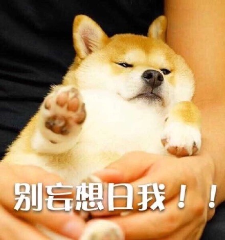 狗狗版拒绝表情包合集来啦