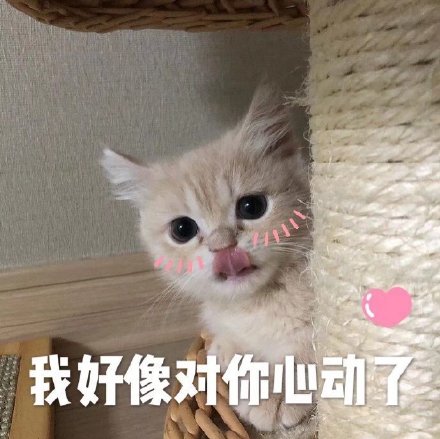 今天的猫猫斗图表情包来啦