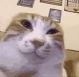 超火神经猫猫表情包合集