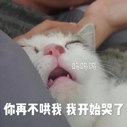 今天的猫猫斗图表情包来啦