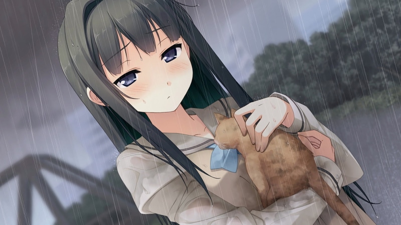 心碎少女与森林雨中猫