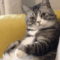 超实用！一组超萌猫咪动态表情包合集