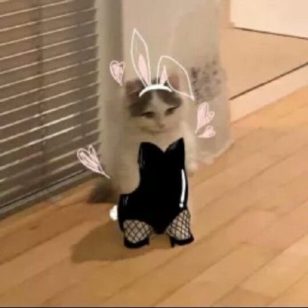 铲屎官必备！超萌猫猫穿衣表情包合集