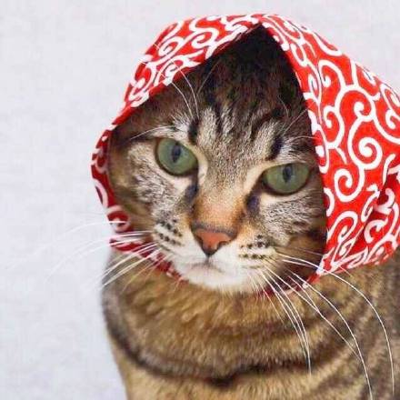 超甜猫狗情侣头像合集