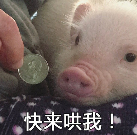 超萌猪猪表情包合集，聊天斗图用得上！