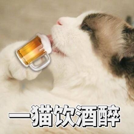 快来看！这套猫咪斗图表情包太适合吸猫了