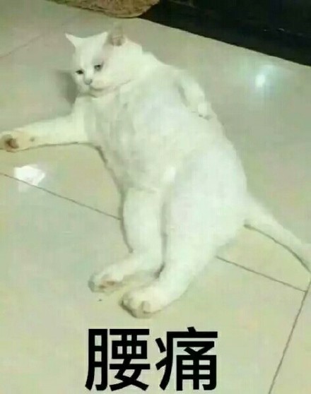 铲屎官集合！这套猫咪表情包太好吸了