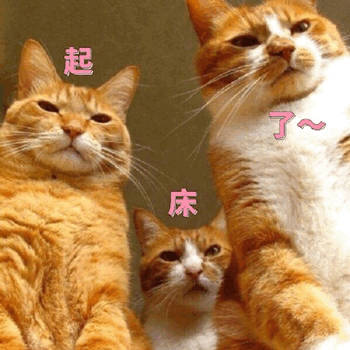 猫咪喊起床表情包合集来啦