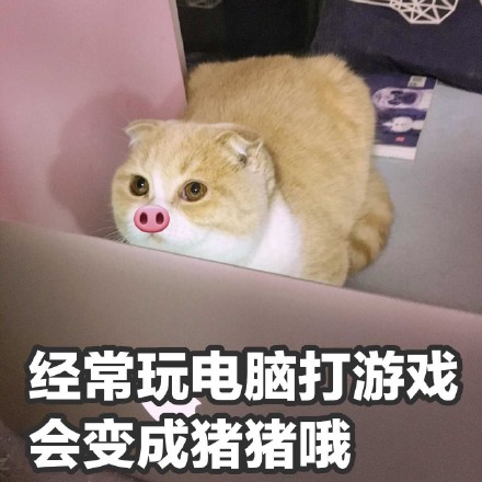 挖到一套软萌小猪喵表情包