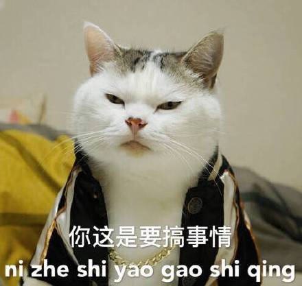 自带大哥气场的猫咪表情包来啦
