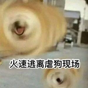 超实用柴犬Doge微信表情包合集