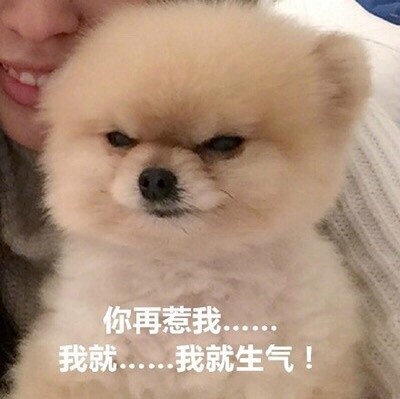 聊天斗图别输！这套汪星人表情包太好用了