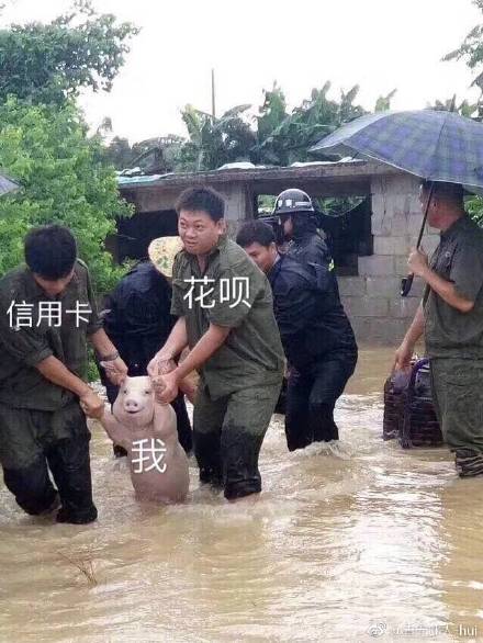 这只网红小猪火了，被做成表情包刷爆聊天框