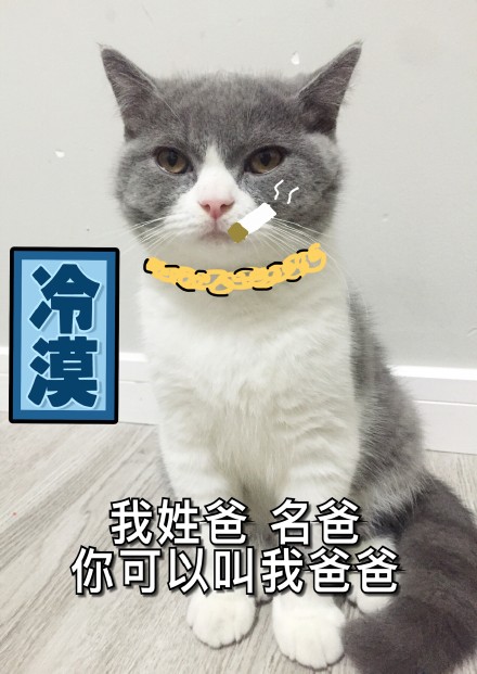 超实用猫咪表情包合集 斗图必备