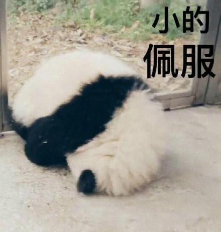 软萌熊猫滚滚表情包上新啦