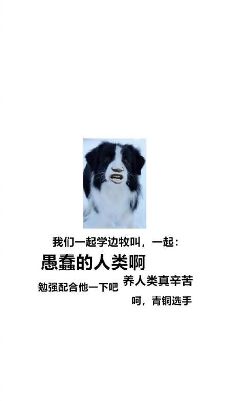 汪星人整活合集：跟着主人学叫的沙雕表情包来啦