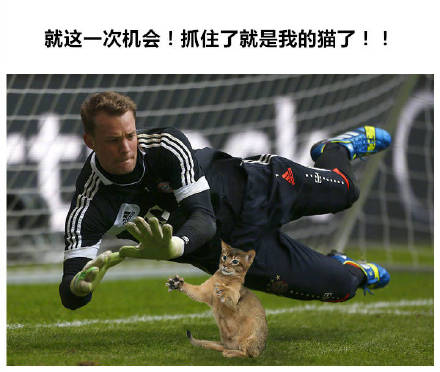 把世界杯换成吸猫现场！这套表情包让斗图秒变撸猫现场