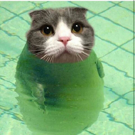这套萌猫表情包，看完直接完成日常吸猫KPI