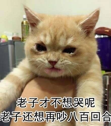 一生气就飙泪的可爱猫咪表情包