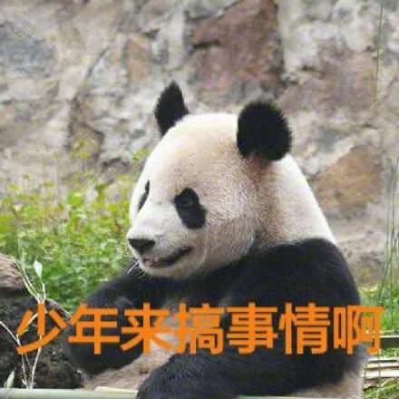 大熊猫系列表情包合集