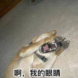 超实用柴犬Doge微信表情包合集