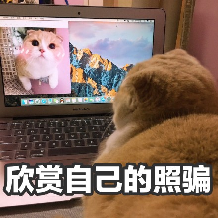 挖到一套软萌小猪喵表情包