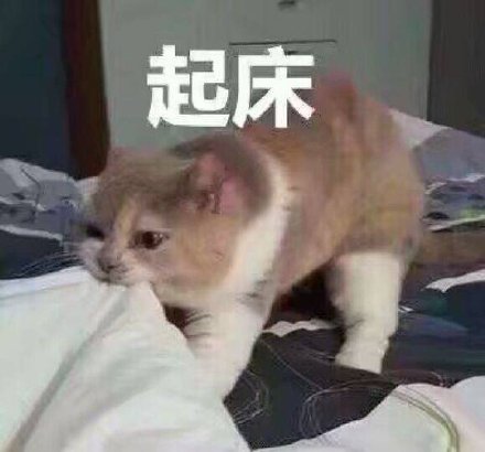 猫咪喊起床表情包合集来啦