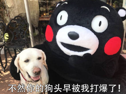 说话带刺别往心里去！这套熊本熊表情包帮你圆场