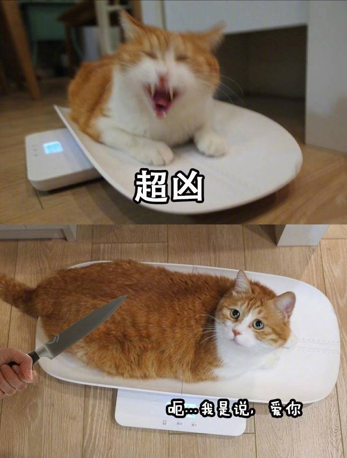 全网爆火的喵星人表情包，个个都是戏精本精