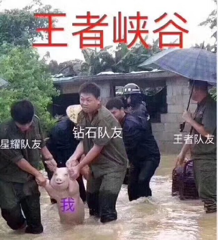 这只网红小猪火了，被做成表情包刷爆聊天框