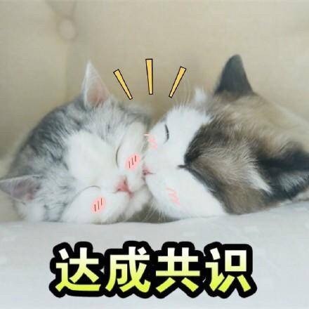 快来看！这套猫咪斗图表情包太适合吸猫了
