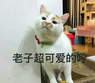 超治愈！这组软萌猫咪表情包太适合聊天斗图啦