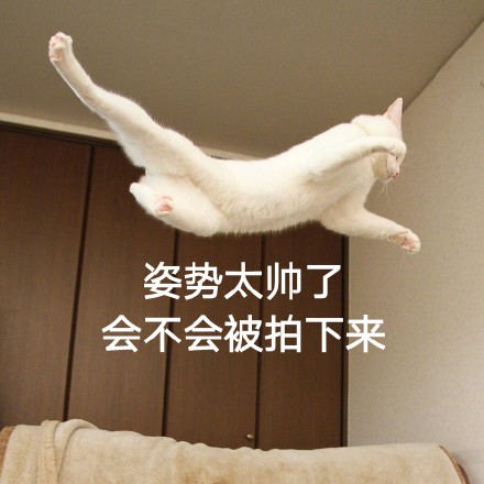 这只帅猫偷偷飘过 还不想让人认出它